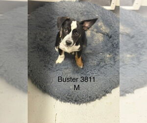 Border Collie-Unknown Mix Dogs for adoption in Studio City, CA, USA