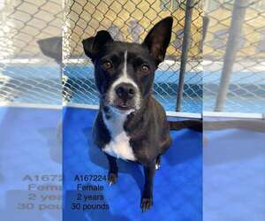 Mutt Dogs for adoption in Calgary, Alberta, Canada