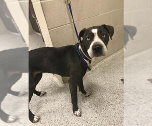 American Pit Bull Terrier Dogs for adoption in Conroe, TX, USA