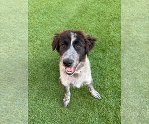 Great Pyrenees Dogs for adoption in Bountiful, UT, USA