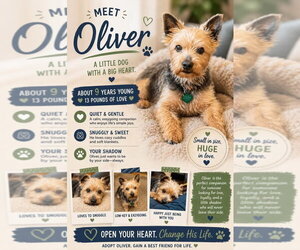 Mutt Dogs for adoption in Clarkston, MI, USA