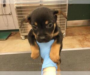 Mutt Dogs for adoption in Riverside, CA, USA
