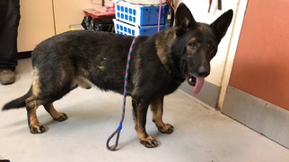 German Shepherd Dog Dogs for adoption in Beckley, WV, USA