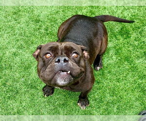 Bulldog-Unknown Mix Dogs for adoption in Moreno Valley, CA, USA