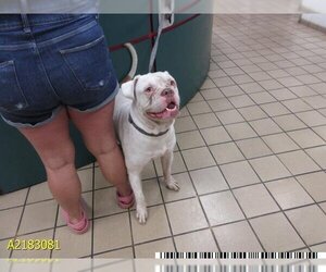 American Bulldog Dogs for adoption in West Palm Beach, FL, USA