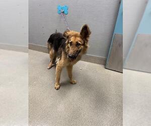 German Shepherd Dog-Unknown Mix Dogs for adoption in Las Vegas, NV, USA