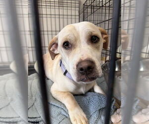 Mutt Dogs for adoption in Gloversville, NY, USA