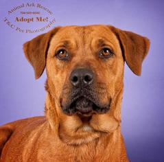 Bullmasador Dogs for adoption in Columbus, GA, USA