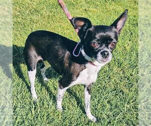 Chihuahua Dogs for adoption in Camarillo, CA, USA