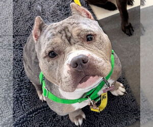American Bulldog-Unknown Mix Dogs for adoption in Fargo, ND, USA