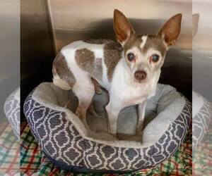Chihuahua Dogs for adoption in Wilmington, NC, USA