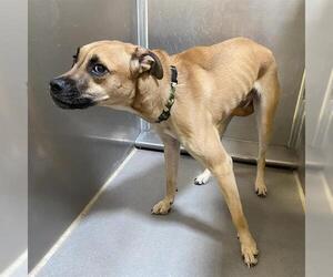 German Shepherd Dog-Unknown Mix Dogs for adoption in Modesto, CA, USA