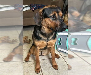 German Shepherd Dog-Unknown Mix Dogs for adoption in Ogden, UT, USA