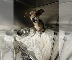 Chihuahua-Unknown Mix Dogs for adoption in Waco, TX, USA