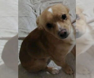 Chihuahua-Unknown Mix Dogs for adoption in San Antonio, TX, USA
