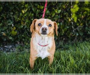 Doxle Dogs for adoption in El Cajon, CA, USA