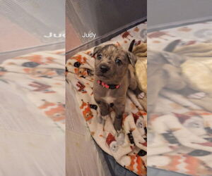 Mutt Dogs for adoption in Aurora, IN, USA