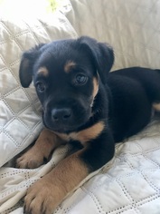 Medium Photo #1 Labrador Retriever-Unknown Mix Puppy For Sale in Royal Palm Beach, FL, USA