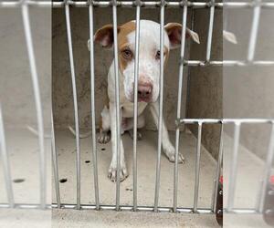American Pit Bull Terrier-Unknown Mix Dogs for adoption in Oklahoma City, OK, USA