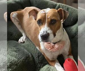 Colonial Cocker Spaniel-Unknown Mix Dogs for adoption in San Diego, CA, USA