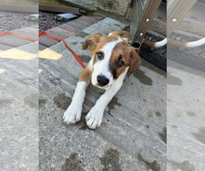 Mutt Dogs for adoption in Garden City, NY, USA
