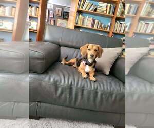 Basset Hound-Chihuahua Mix Dogs for adoption in Aurora, IN, USA