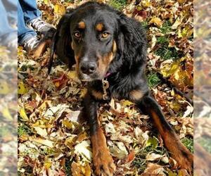 Gordon Setter Dogs for adoption in Wadena, MN, USA