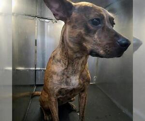 American Staffordshire Terrier-Unknown Mix Dogs for adoption in San Antonio, TX, USA