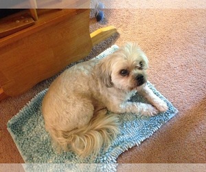 Shih Apso Dogs for adoption in Harrisburg, PA, USA