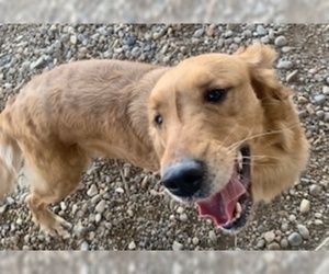Golden Retriever Dogs for adoption in Pampa, TX, USA