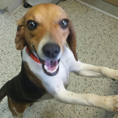 Beagle Dogs for adoption in Forest Lake, MN, USA