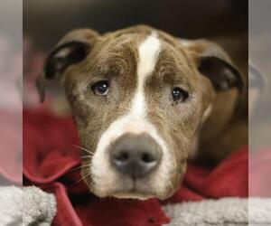 Staffordshire Bull Terrier-Unknown Mix Dogs for adoption in San Antonio, TX, USA