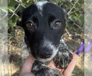 Mutt Dogs for adoption in Canton, CT, USA