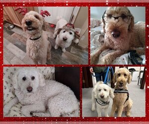 Goldendoodle Dogs for adoption in Sterling, MA, USA
