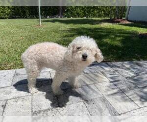 Poodle (Miniature) Dogs for adoption in Miami, FL, USA