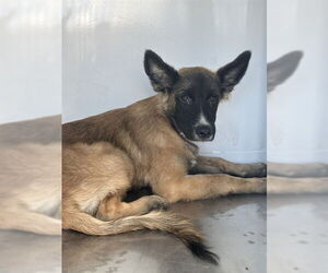 German Shepherd Dog Dogs for adoption in Stockton, CA, USA