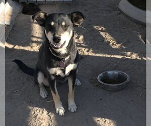 Mutt Dogs for adoption in Carson City, NV, USA