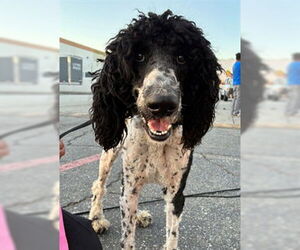Poodle (Standard) Dogs for adoption in Rancho Cucamonga, CA, USA