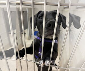 Labrador Retriever Dogs for adoption in Virginia Beach, VA, USA