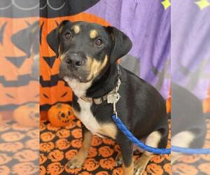 Rottweiler Dogs for adoption in Grand Haven, MI, USA