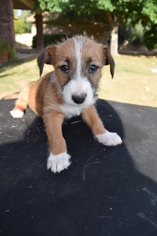 Bull Terrier Dogs for adoption in Goodyear, AZ, USA