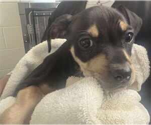 Mutt Dogs for adoption in San Bernardino, CA, USA