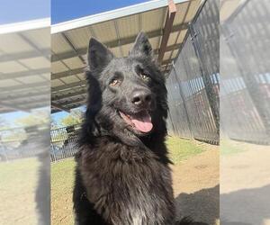 German Shepherd Dog Dogs for adoption in Riverside, CA, USA