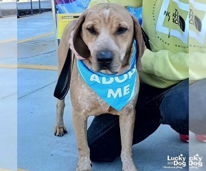 Labrador Retriever-Unknown Mix Dogs for adoption in Washington, DC, USA