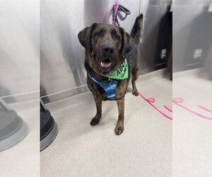 Mastador Dogs for adoption in Fairbanks, AK, USA