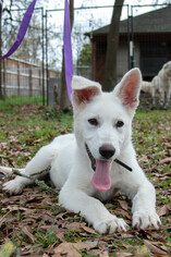 German Shepherd Dog-Great Pyrenees Mix Dogs for adoption in Spring, TX, USA