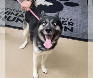German Shepherd Dog Dogs for adoption in Decatur, IL, USA