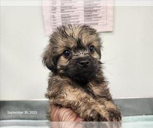 Poodle (Miniature)-Unknown Mix Dogs for adoption in Santa Cruz, CA, USA