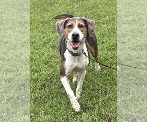 Beagle Dogs for adoption in Virginia Beach, VA, USA