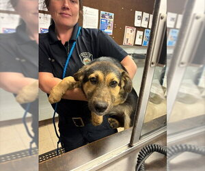 German Shepherd Dog Dogs for adoption in Stockton, CA, USA